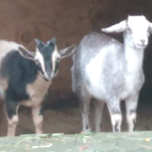 Meet your Posher, Elizabeth - Picture 10 of 15